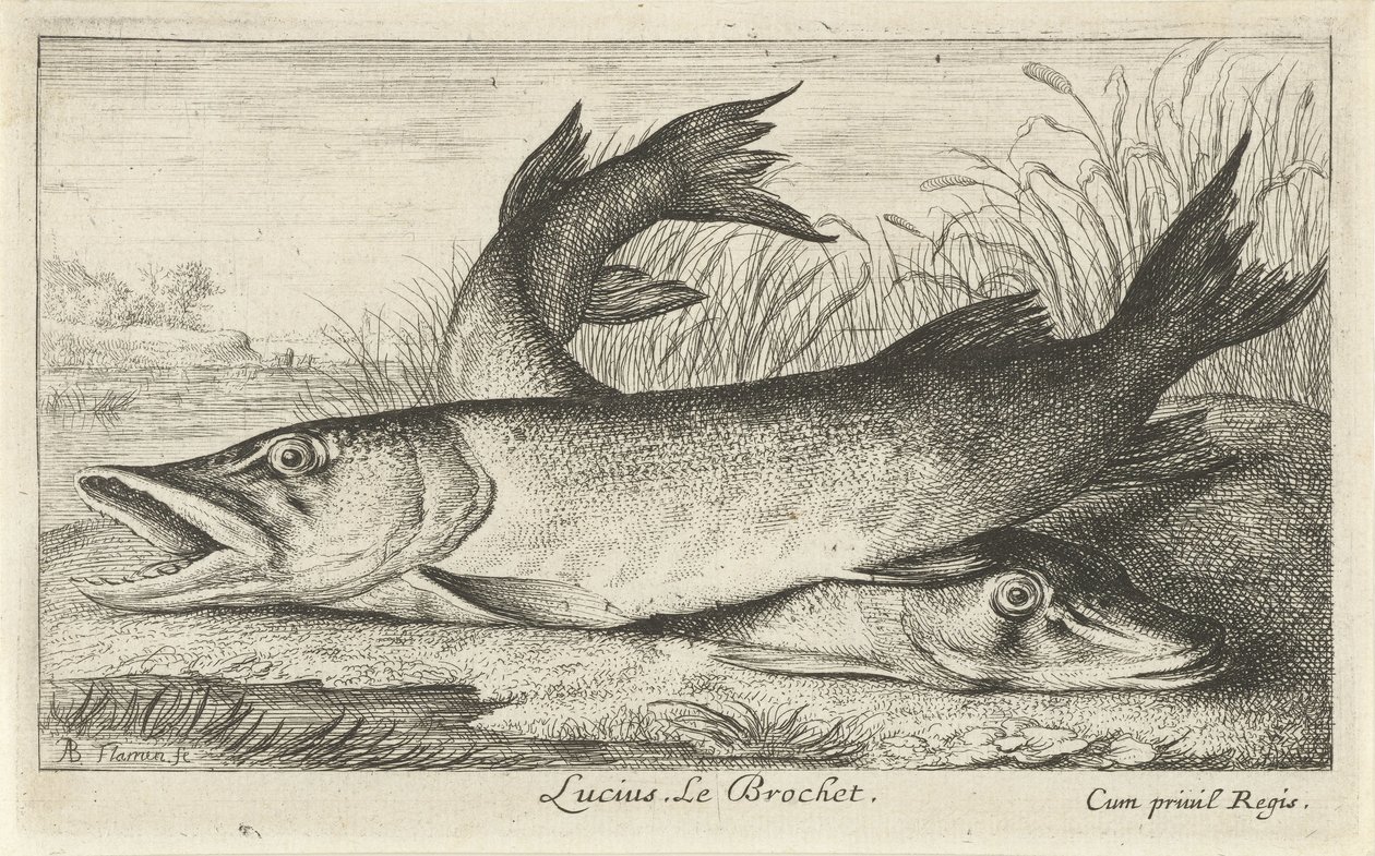 To gedder på en flodbred Lucius. Le Brochet. (titel på objekt) Fisk og andre havdyr - ferskvands første serie (serietitel) Diverse Especes de Poissons d