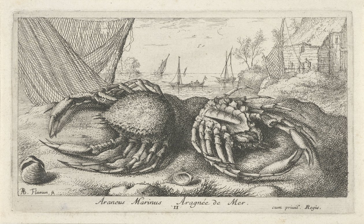 To edderkoppekrabber nær et fiskenet Araneus Marinus Aragnée de Mer (titel på objektet) Fisk og andre havdyr - saltvands anden serie (serietitel) Poissons de mer (serietitel) af Albert Flamen