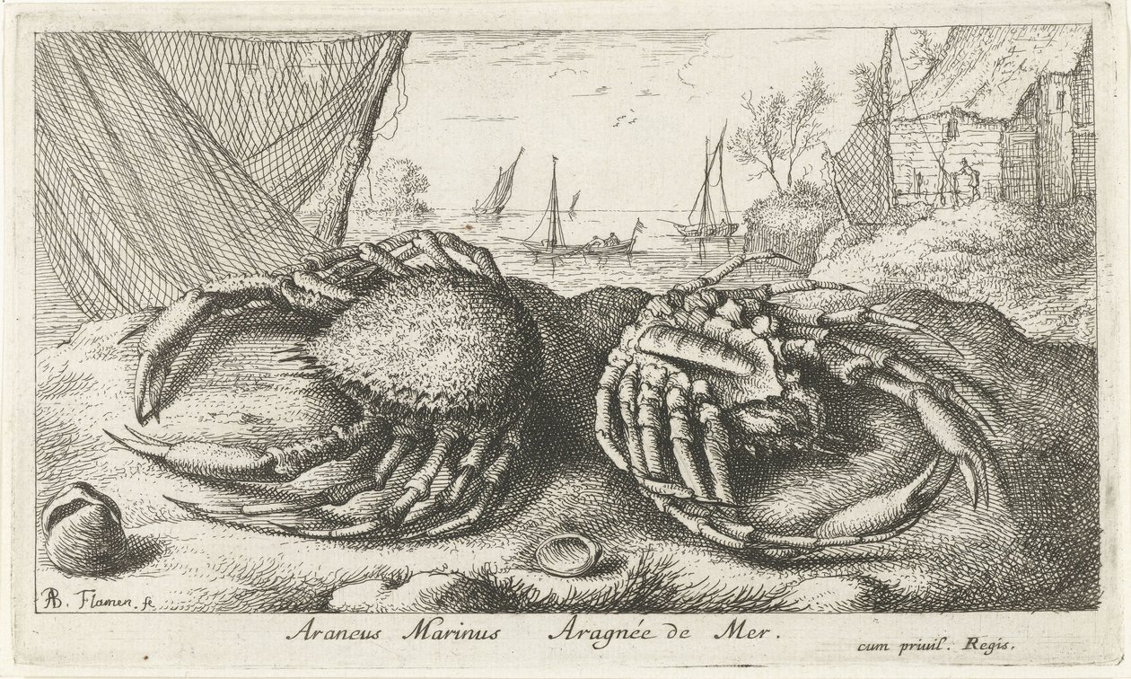 To edderkoppekrabber nær et fiskenet Araneus Marinus Aragnée de Mer (titel på objektet) Fisk og andre havdyr - saltvands anden serie (serietitel) Poissons de mer (serietitel) af Albert Flamen