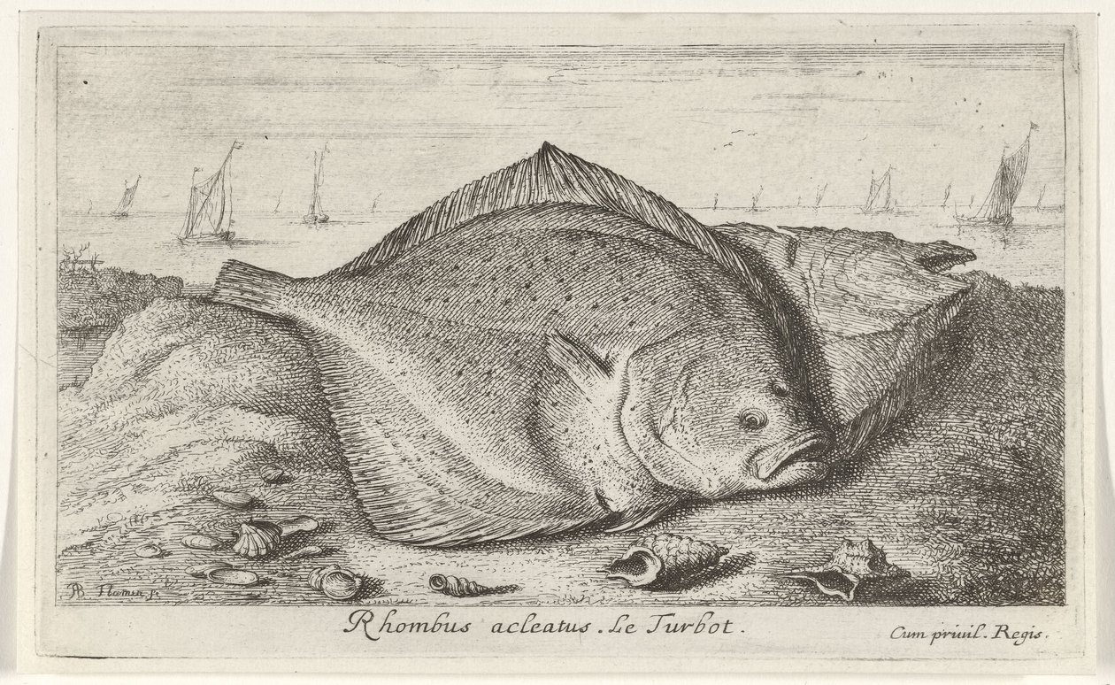 To pighvar på stranden Rhombus acleatus. Le Pighvar. (titel på objekt) Fisk og andre havdyr - saltvands tredje serie (serietitel) Poissons de mer (serietitel) af Albert Flamen