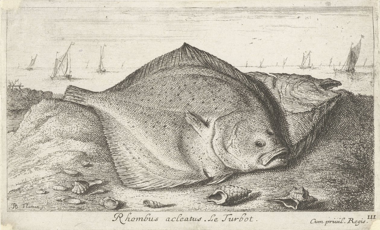 To pighvar på stranden Rhombus acleatus. Le Pighvar. (titel på objekt) Fisk og andre havdyr - saltvands tredje serie (serietitel) Poissons de mer (serietitel) af Albert Flamen