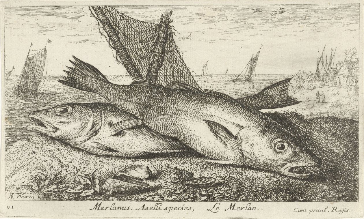 To hvillinger på stranden Merlanus. Aselli art, Lemerlan. (titel på objekt) Fisk og andre havdyr - saltvands første serie (serietitel) Diverse Especes de Poissons de mer (serietitel) af Albert Flamen