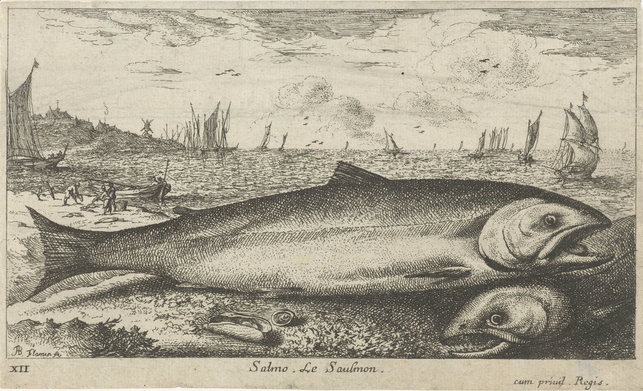 To laks på stranden Salmo. Le Saulmon (titel på objekt) Fisk og andre havdyr - saltvands første serie (serietitel) Diverse Especes de Poissons de mer (serietitel) af Albert Flamen