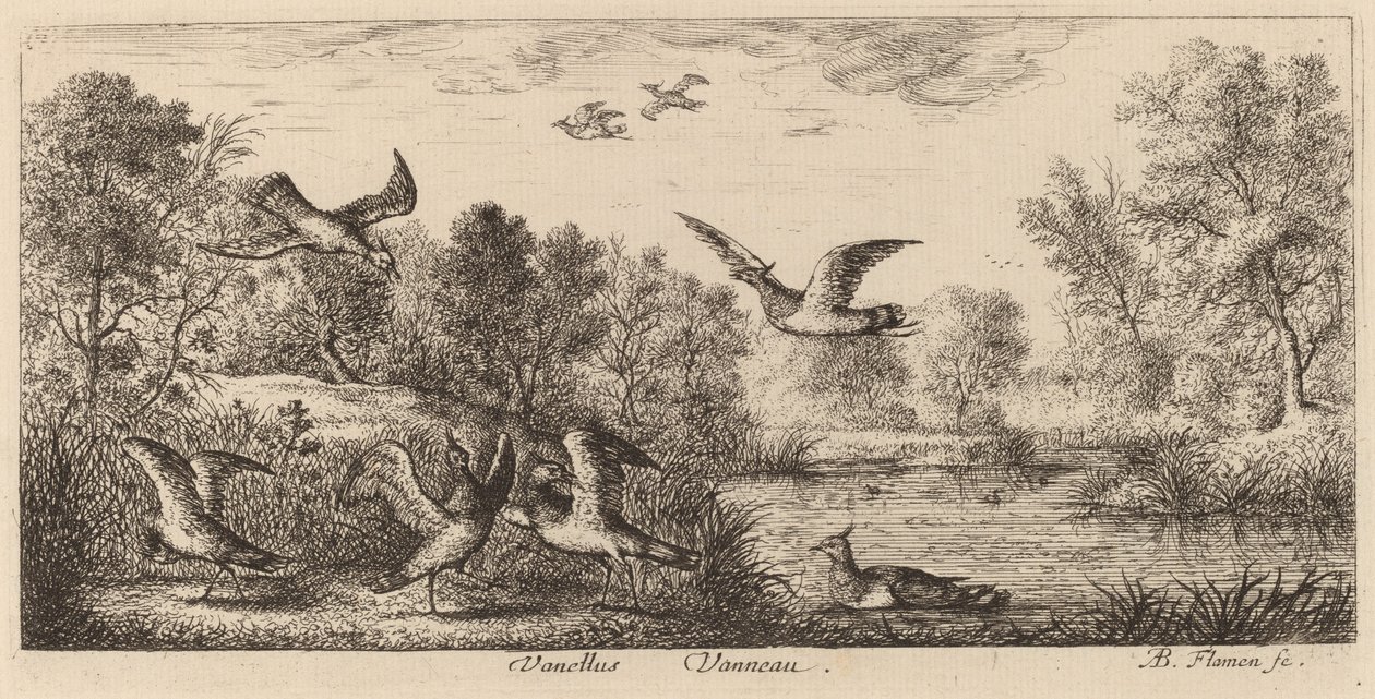 Vanellus, Vibe af Albert Flamen