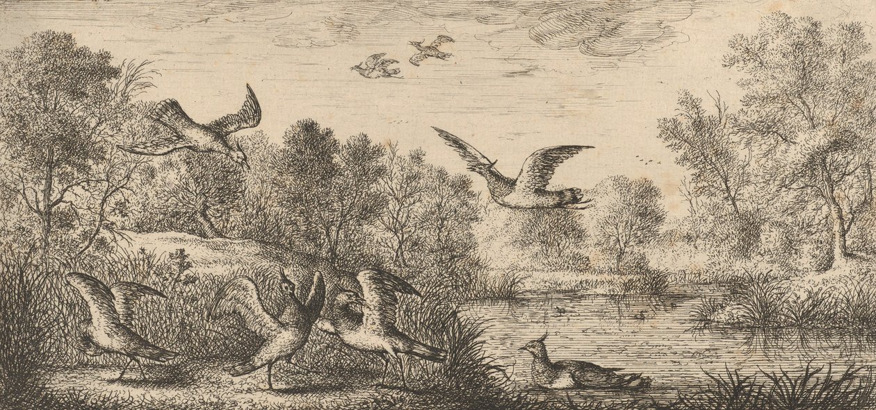 Vanellus, Vanneau Lapwingen: Livre d
