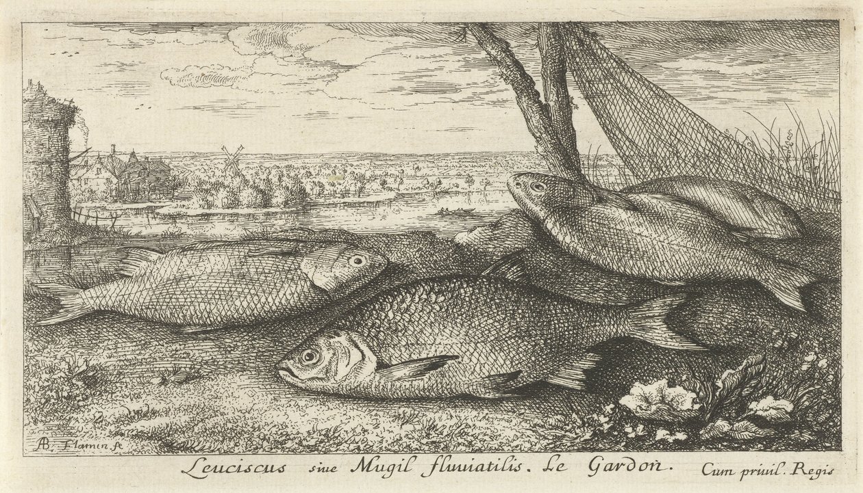 Fire skaller i et fiskenet Leuciscus siue Mugil fluuiatilus. Le Gardon. (titel på objekt) Fisk og andre havdyr - ferskvands første serie (serietitel) Diverse Especes de Poissons d