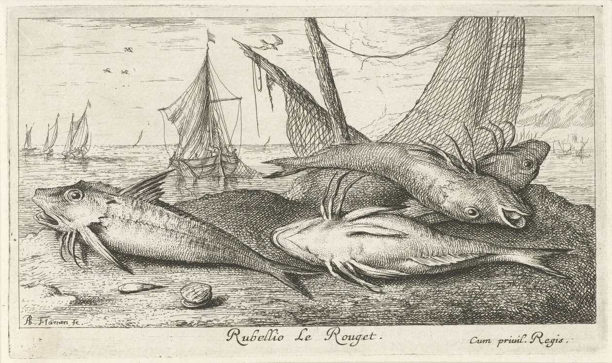 Fire røde multer på stranden Rubellio Le Rouget. (titel på objekt) Fisk og andre havdyr - saltvands anden serie (serietitel) Poissons de mer (serietitel) af Albert Flamen