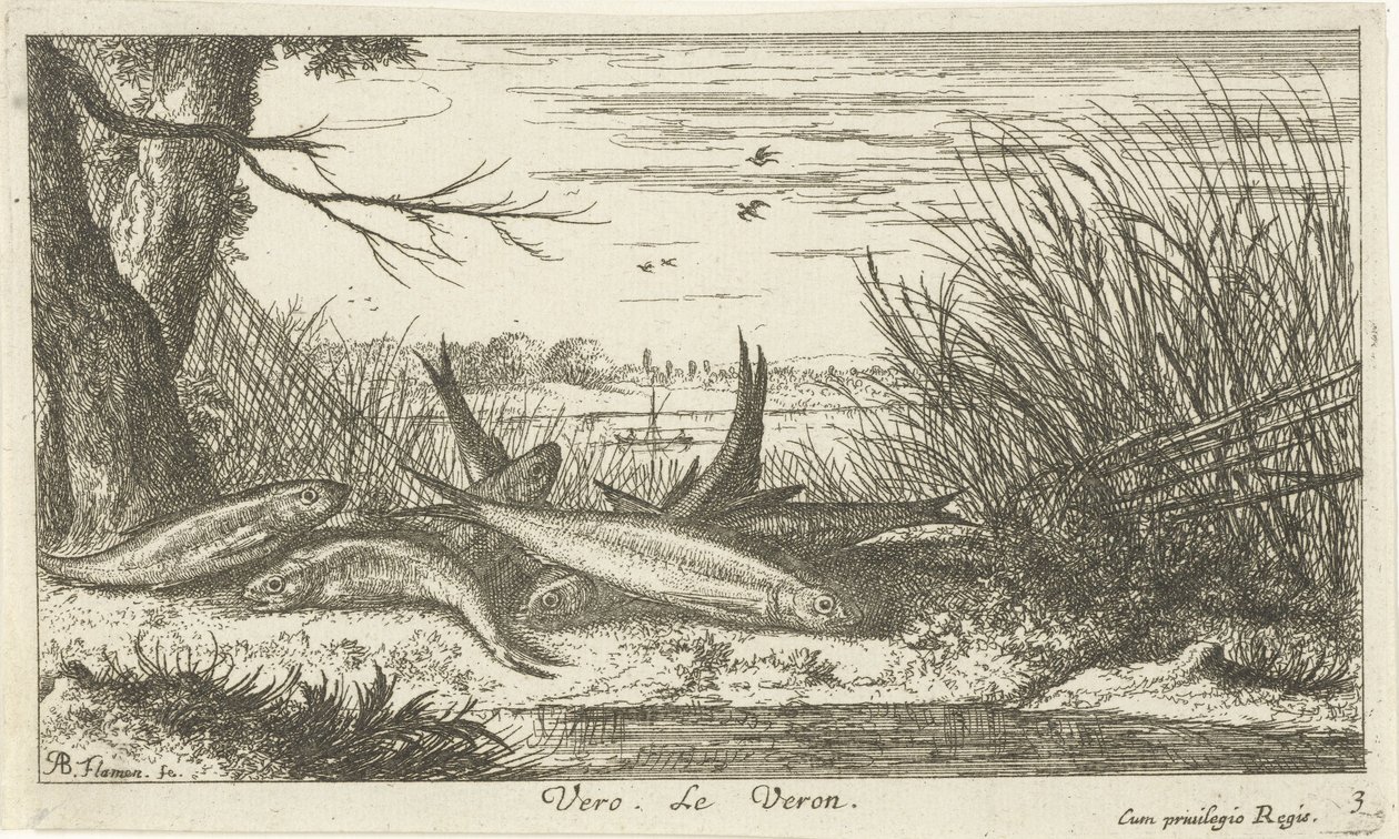 Kakerlakker på en flodbred vero. Le Veron. (titel på objekt) Fisk og andre havdyr - ferskvands anden serie (serietitel) Seconde partie de Poissons d