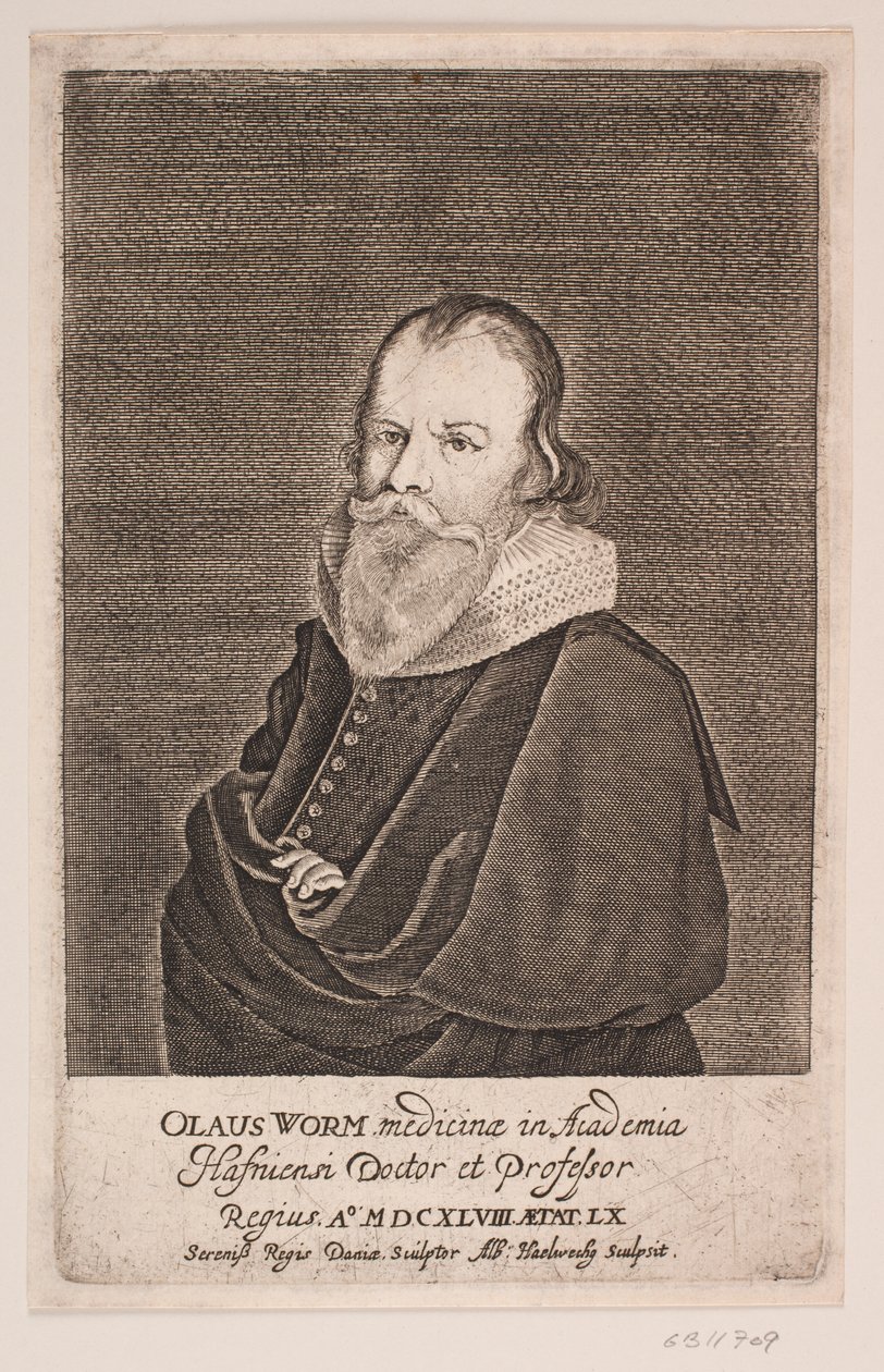 Ole Worm af Albert Haelwegh