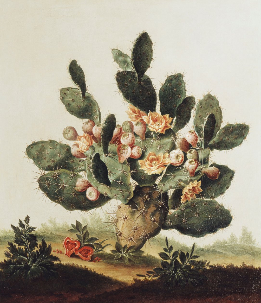 Stilleben af en kaktus af Albert van der Eeckhout