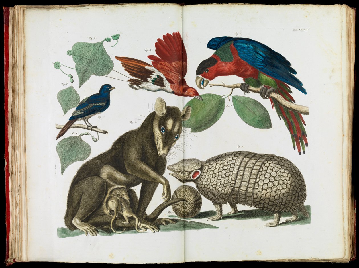 Molucca Opossum, Didelphis molucca og Armadillo, Tolypeutes matacus af Albertus Seba