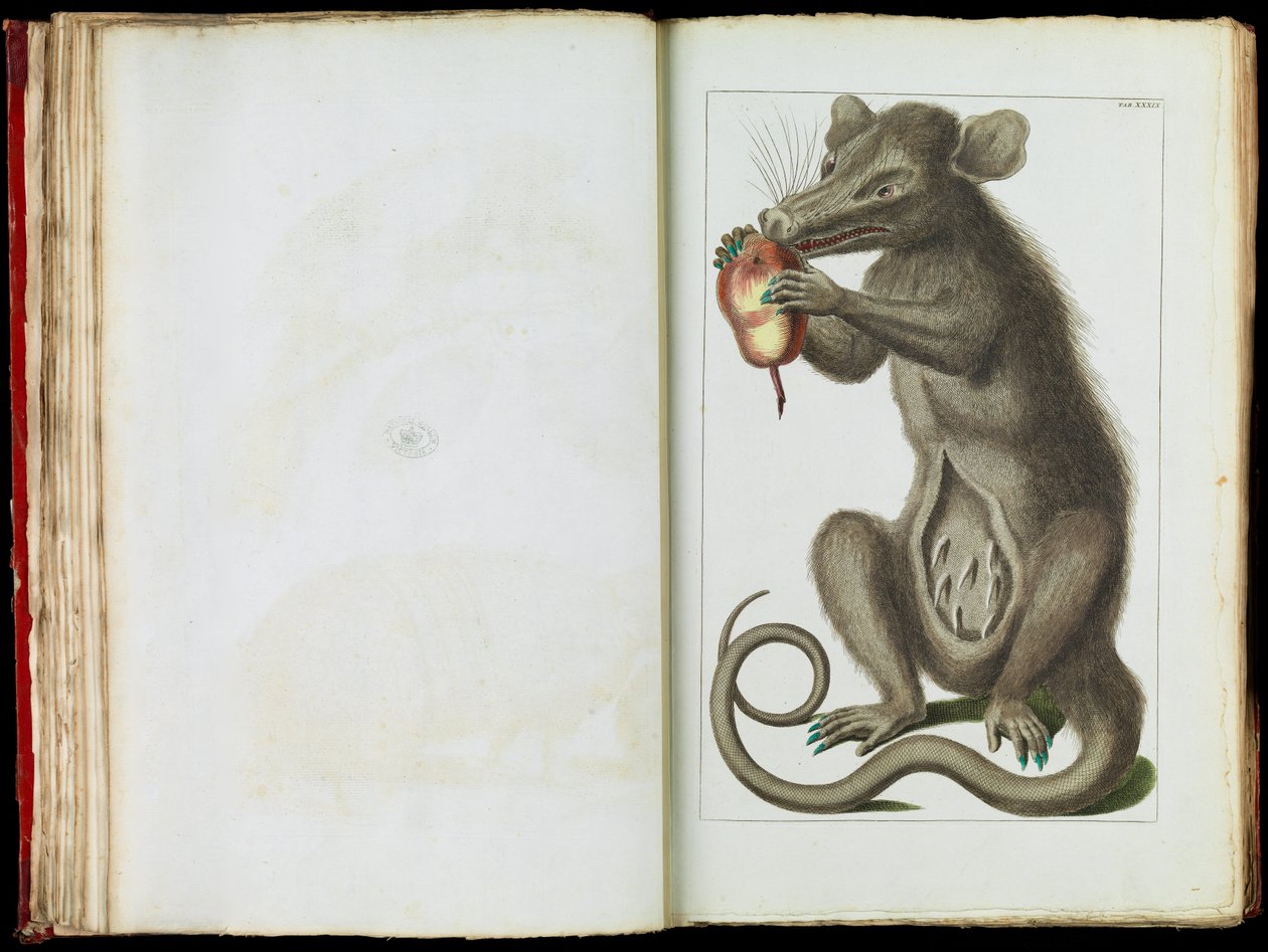Opossum, Didelphimorphia af Albertus Seba