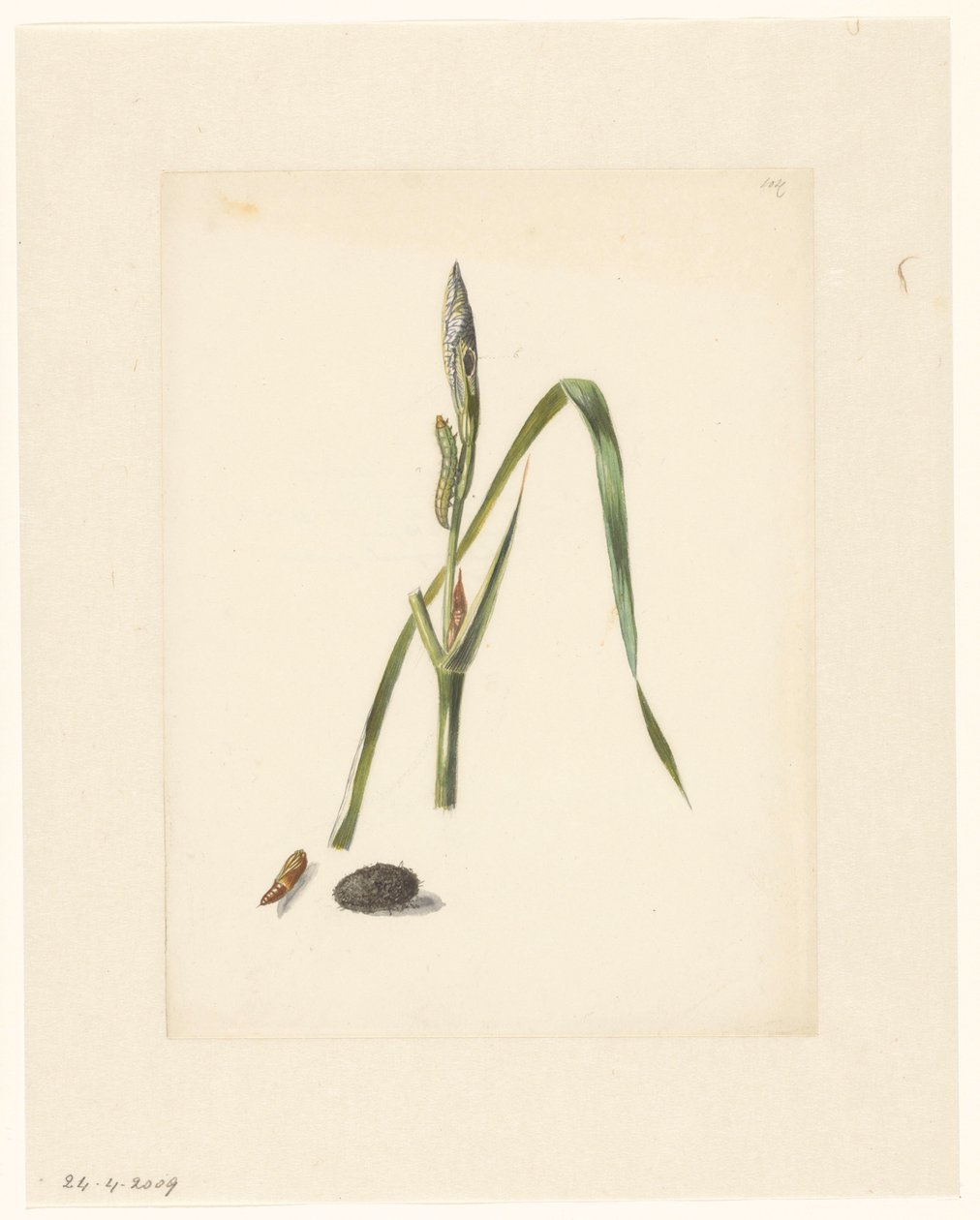 Studie af iris med larve, under en kokon og spundet larve af Albertus Steenbergen