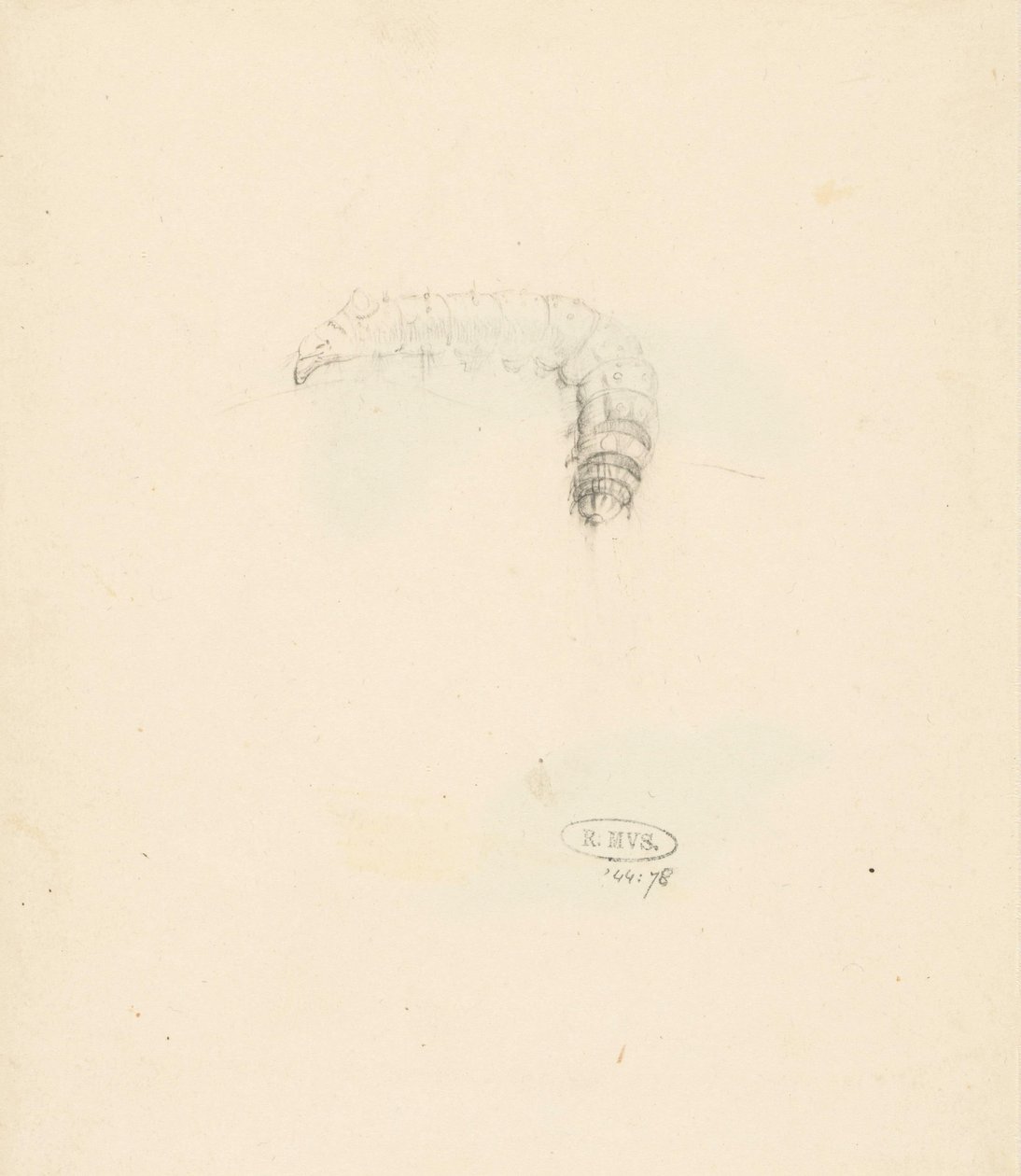Studieblad met rups, Lasiocampa Quireifolia af Albertus Steenbergen