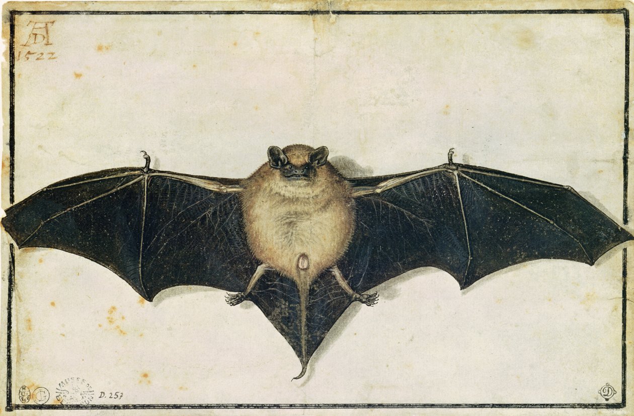 Flagermus, 1522 af Albrecht Dürer