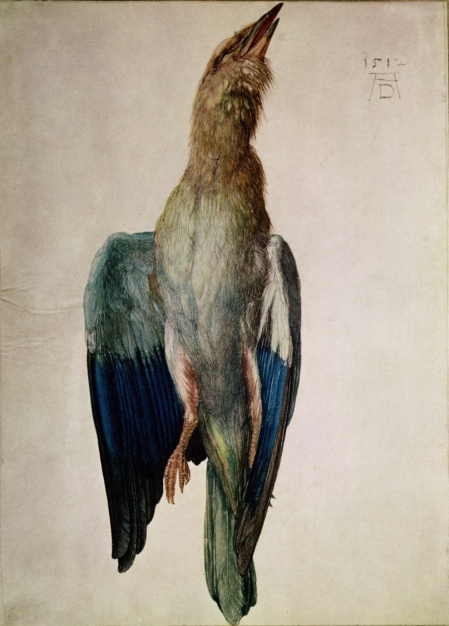 Blå krage, 1512 (wc og gouache på vellum) af Albrecht Dürer