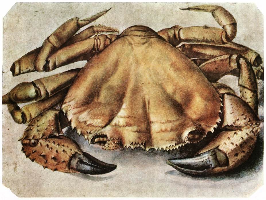 Krebs af Albrecht Dürer