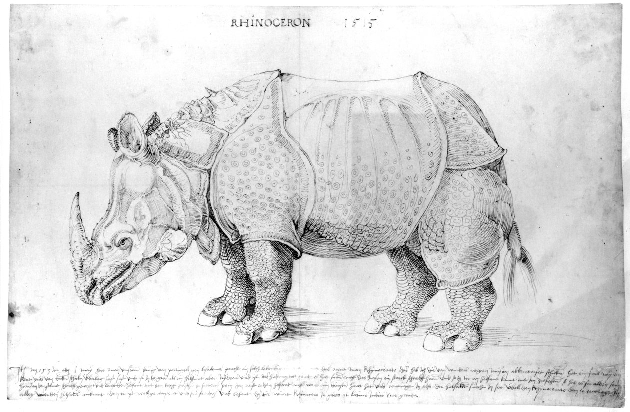 Næsehorn, 1515 af Albrecht Dürer