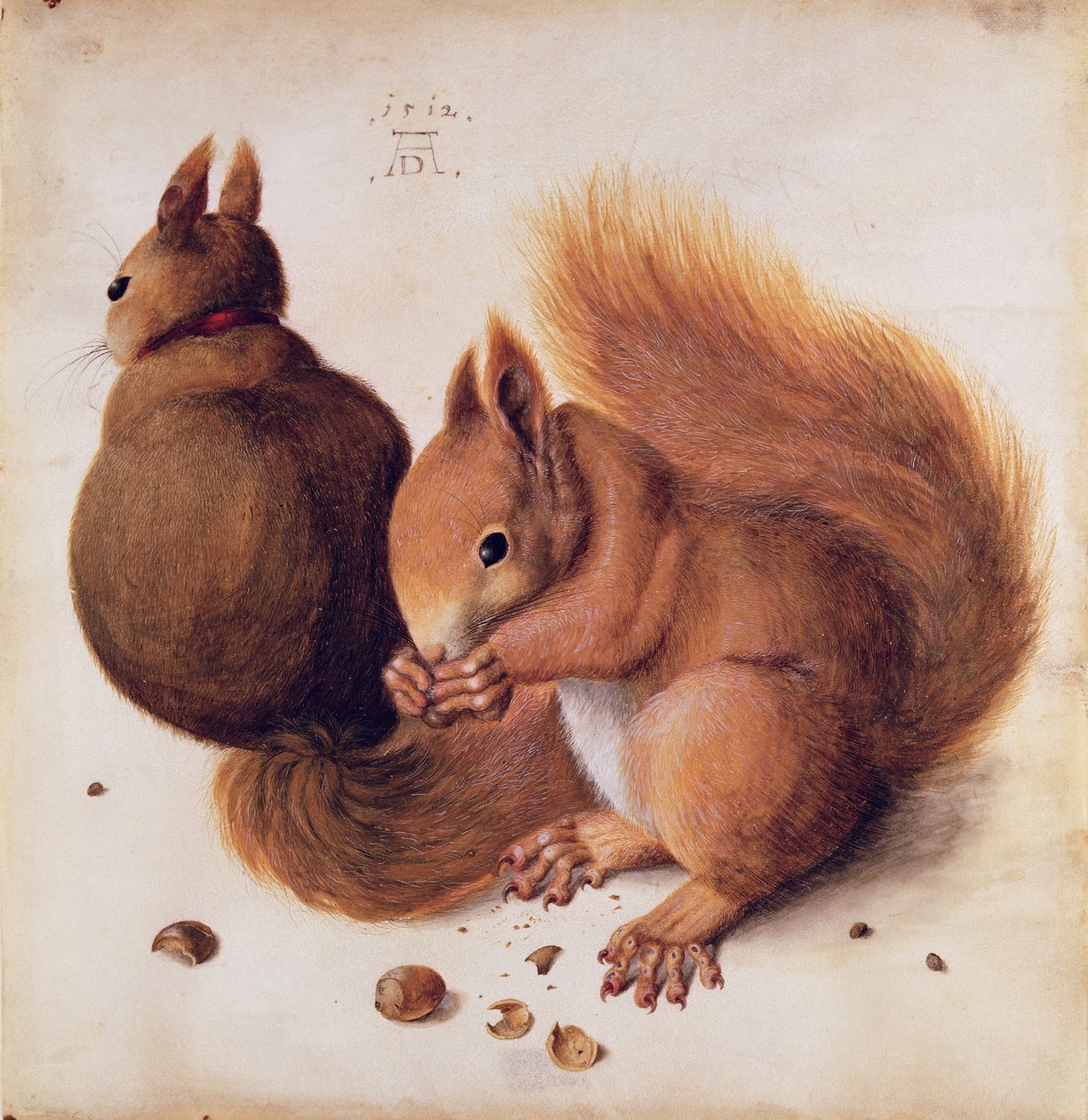 Egern, 1512 (tempera på pergament) af Albrecht Dürer
