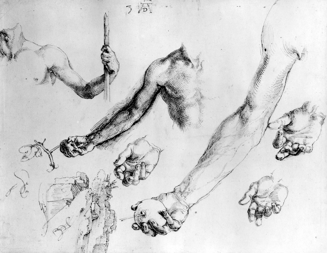 Studier til Adams arm, 1504 af Albrecht Dürer