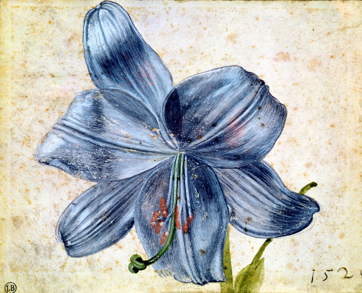 Studie af en lilje, 1526 (wc på papir) af Albrecht Dürer