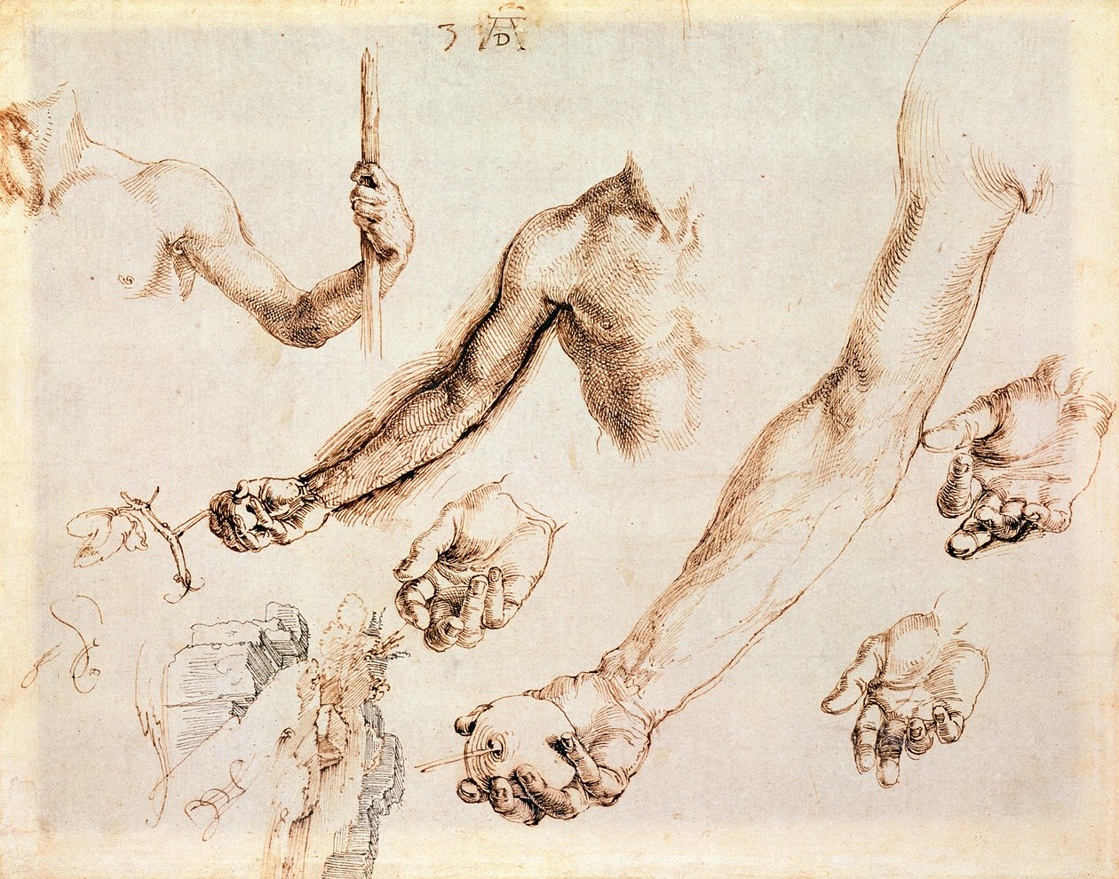 Studie af mandlige hænder og arme (pen) af Albrecht Dürer