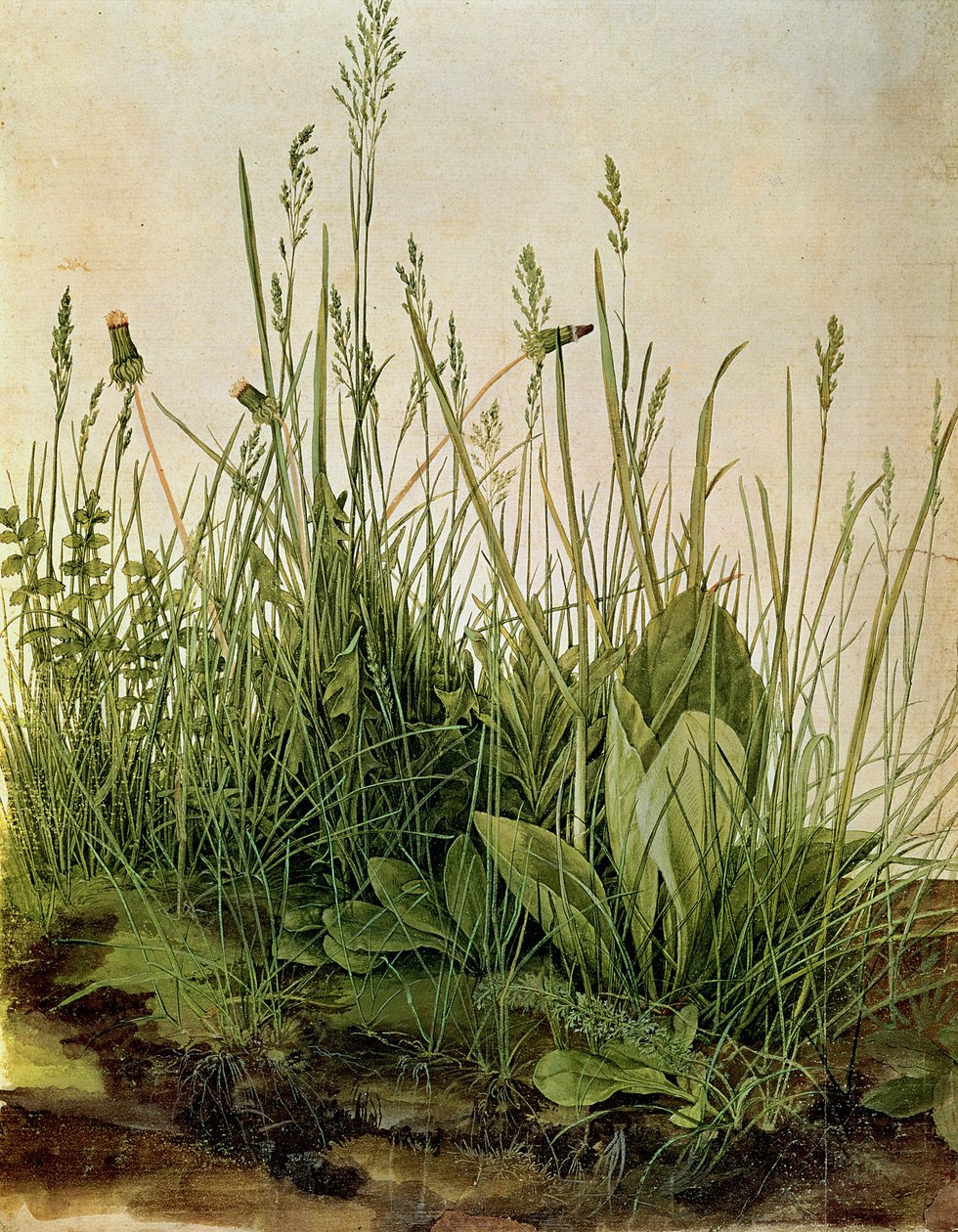 The Great Piece of Turf, 1503 (kropsfarver, forhøjet med uigennemsigtig hvid på vellum) af Albrecht Dürer