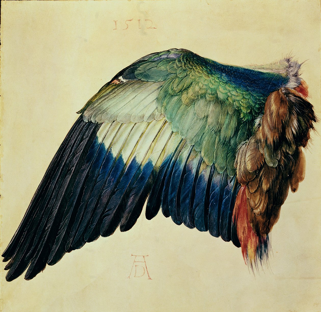 Den blå rulers vinge, 1512 (wc på pergament med guld) af Albrecht Dürer