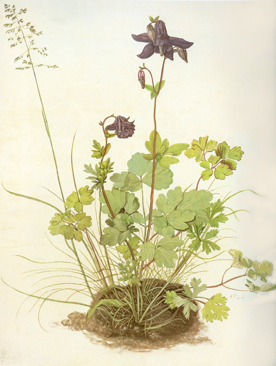 Aquilegia, 1526 (wc und gouache på pergament, forhøjet med hvid) af Albrecht Dürer