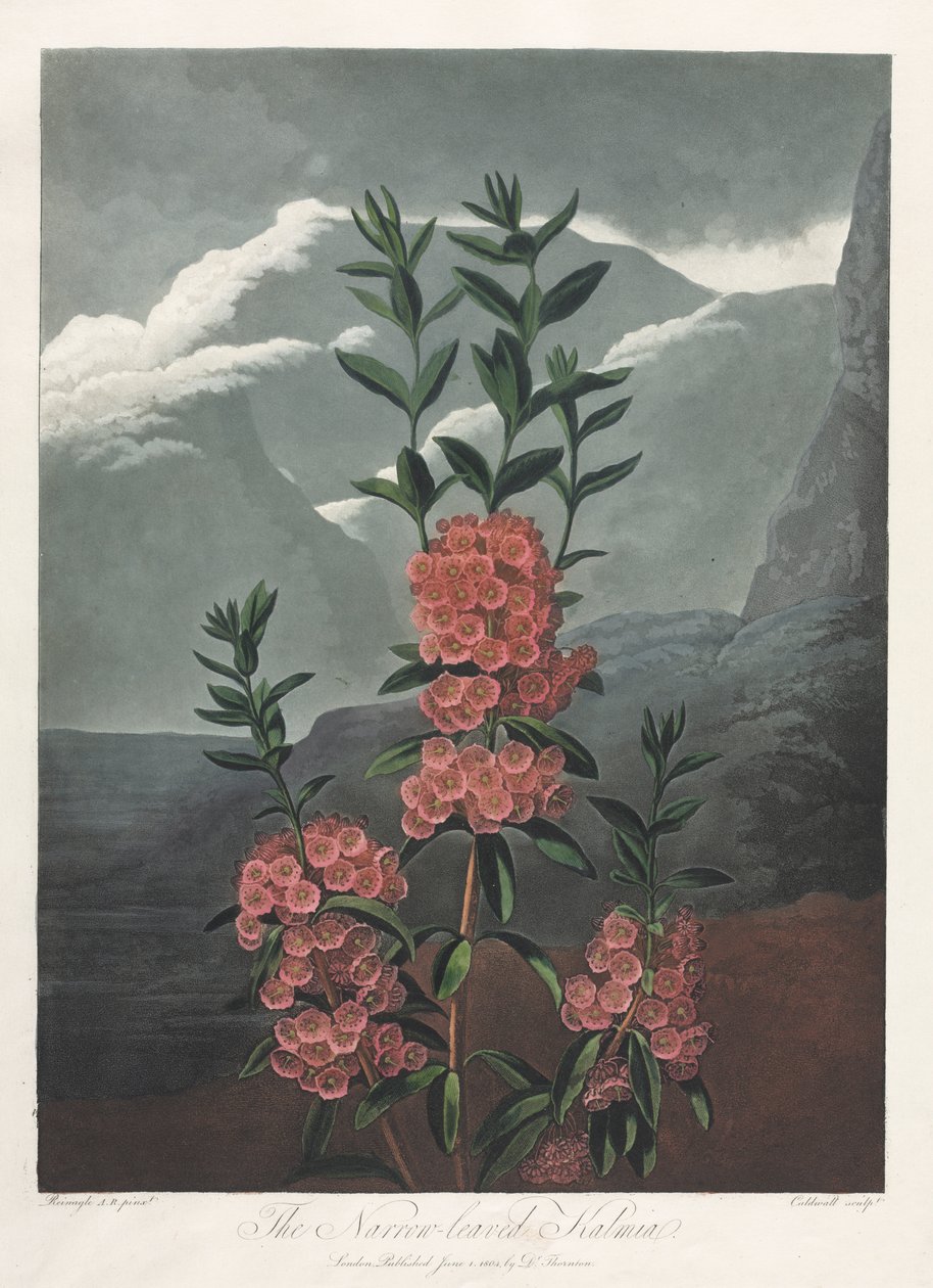 Floratemplet eller Naturens Have: Det smalbladede Kalmia af Albrecht Altdorfer