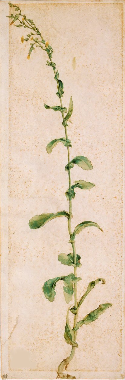 En tobaksplante, første fjerdedel af 1500-tallet.. af Albrecht Dürer