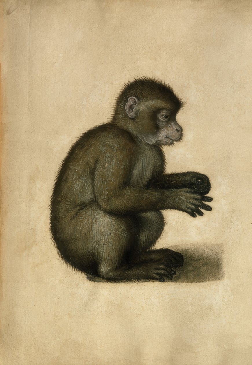 Abe / akvarel, tilskrevet A.Dürer. af Albrecht Dürer