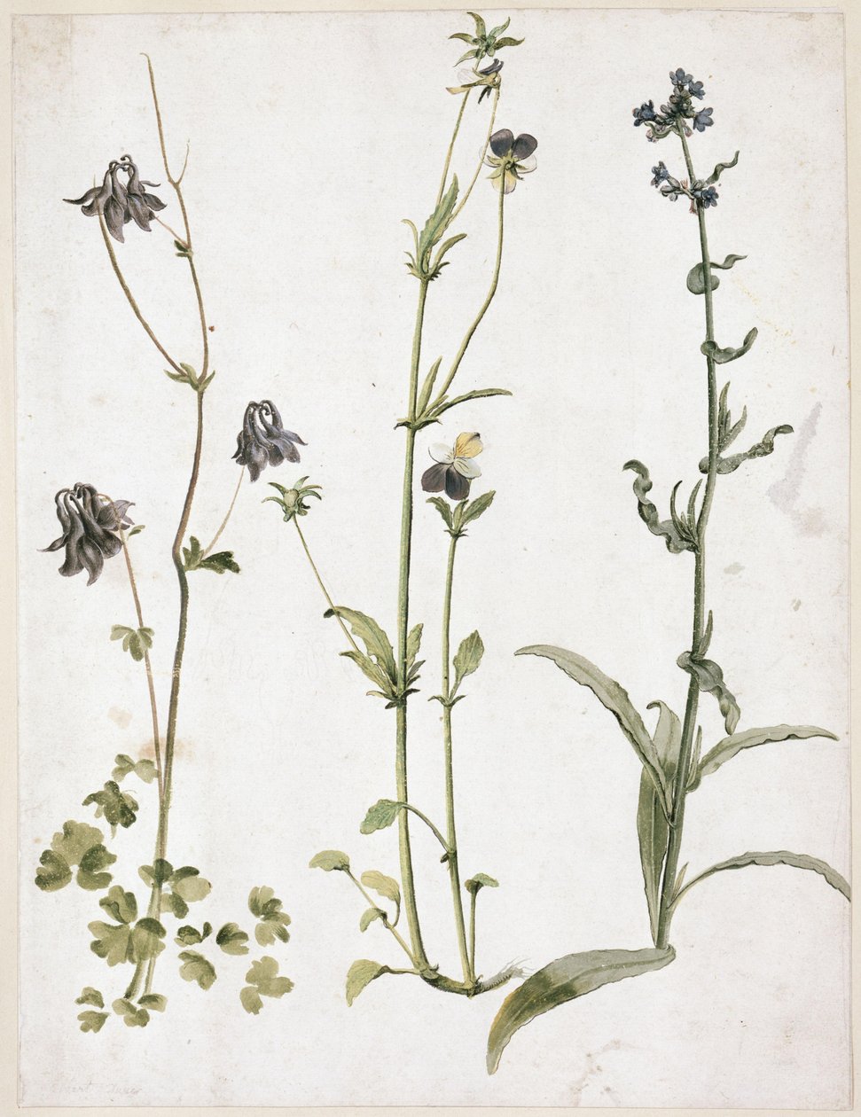 Akeleje, stedmoderblomst og oksetunge af Albrecht Dürer