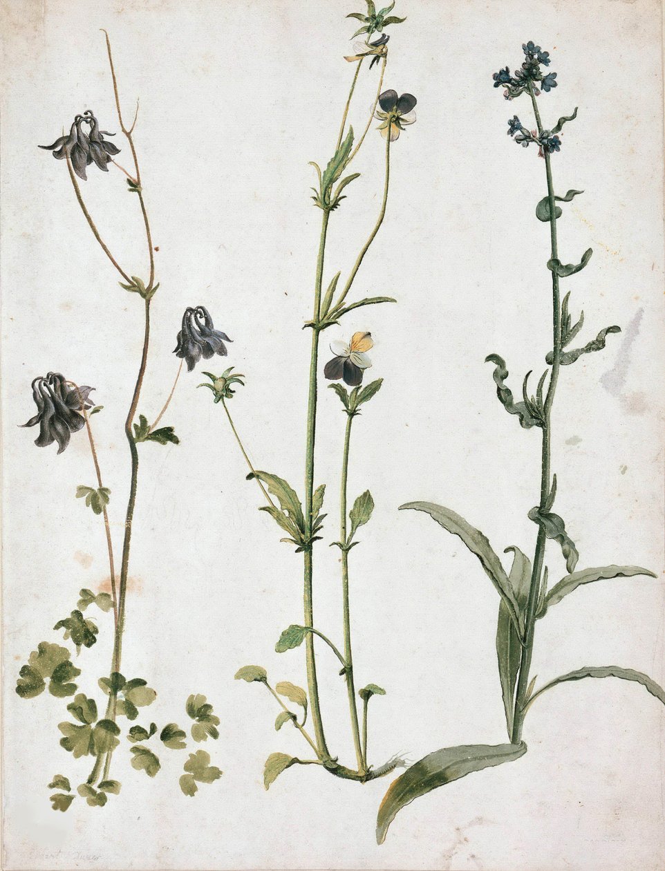 Akelejer, stedmoderblomster og oksetunge, første kvartal af 1500-tallet.. af Albrecht Dürer