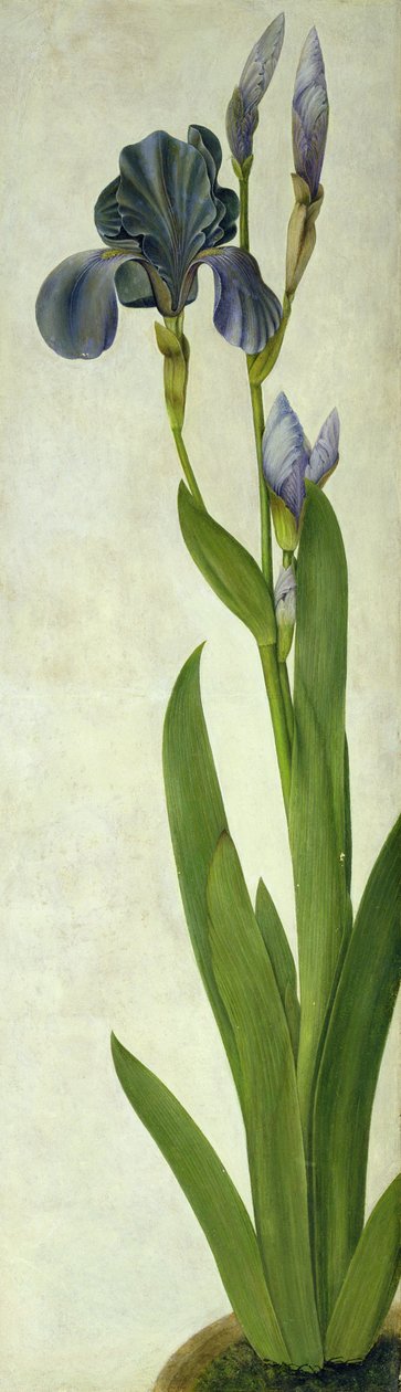 En iris (toilet og gouache på papir) af Albrecht Dürer