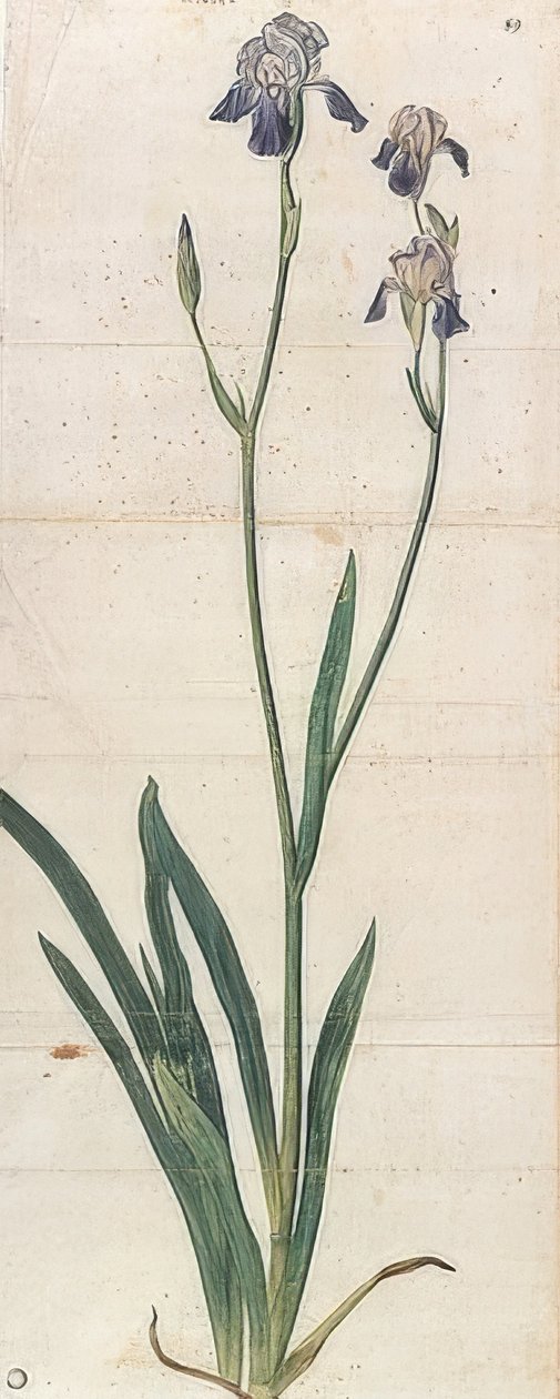 Blåblomstrende iris - Iris Germanica (Iris Trojana?). Omkring 1503 af Albrecht Dürer