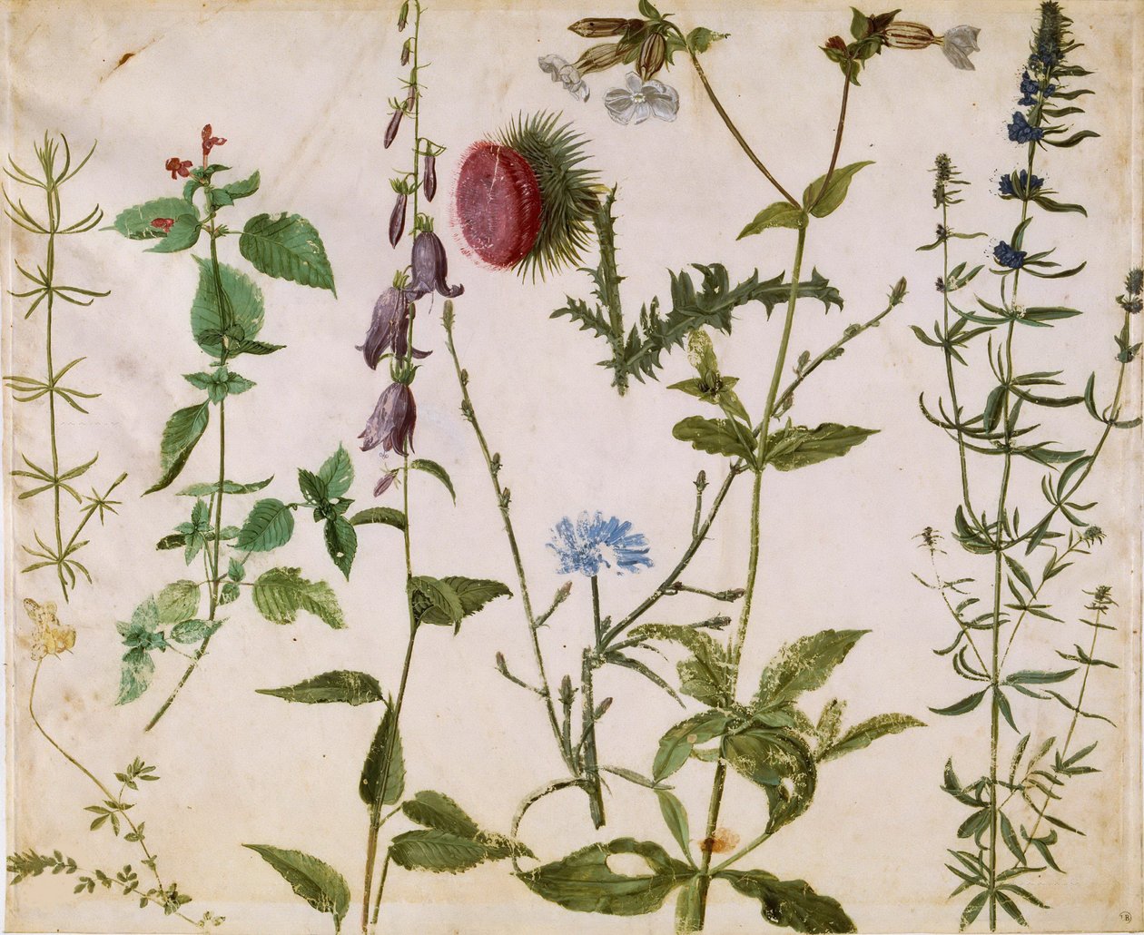 Otte studier af vilde blomster, ca 1515-1520. af Albrecht Dürer