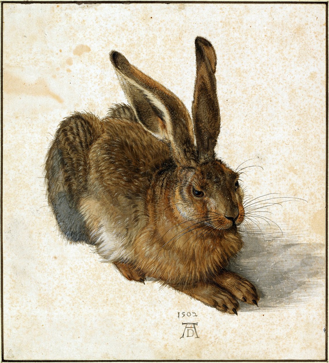 Tysk: Feldhase Ung Hare af Albrecht Dürer