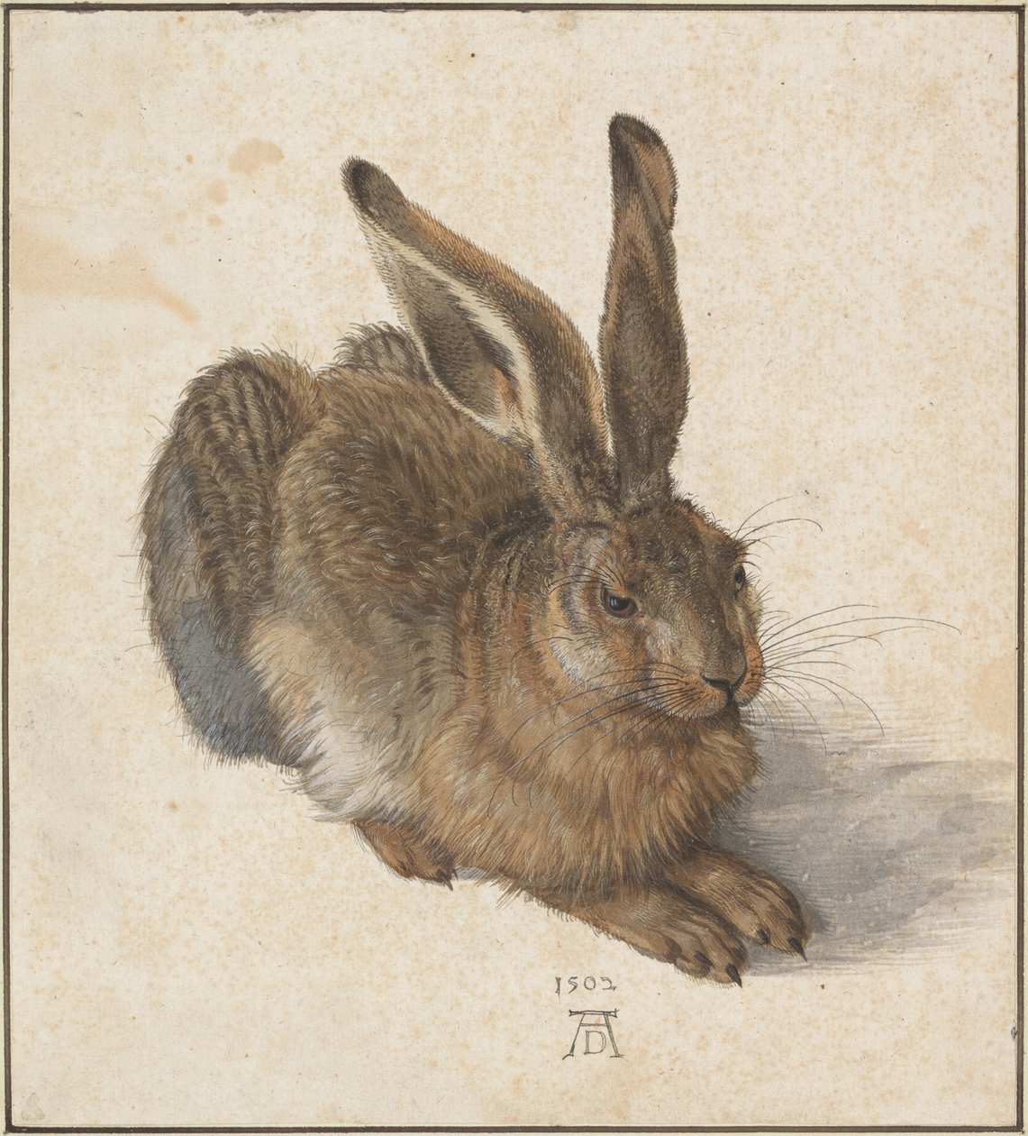 Hase, 1502 af Albrecht Dürer