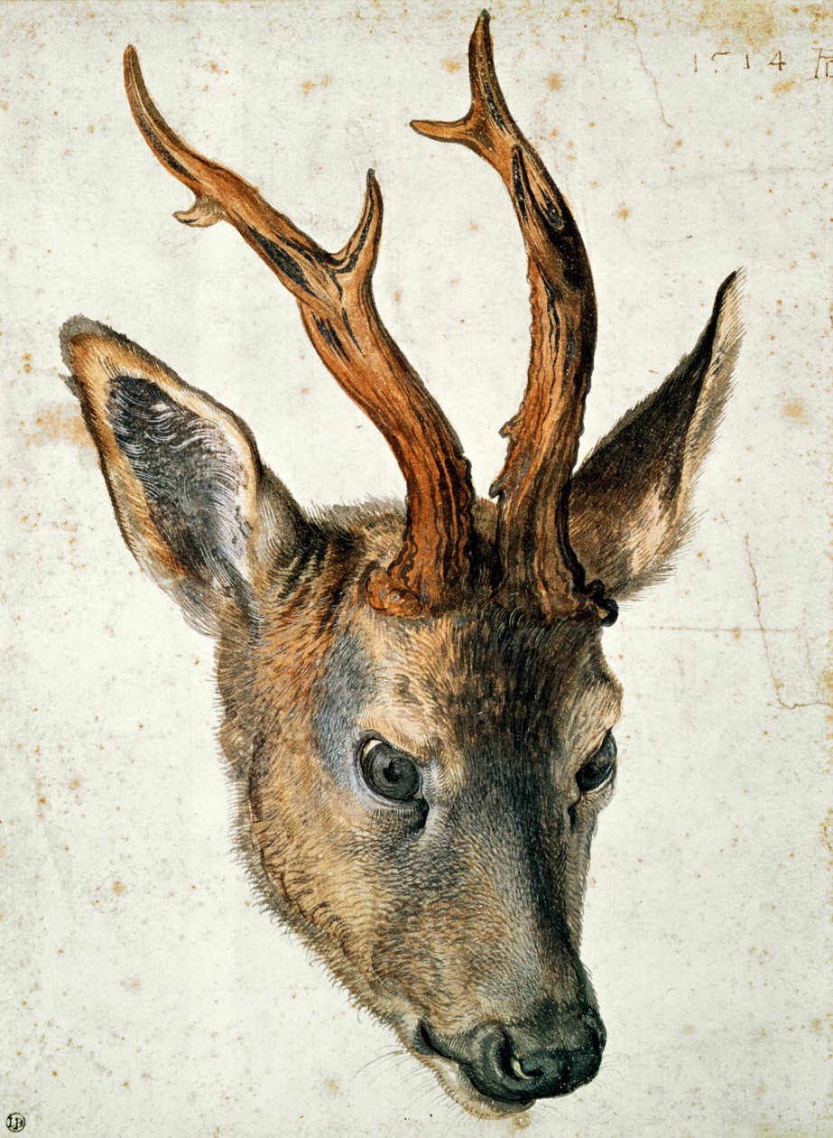 Hoved af en rådyr (pen og blæk og wc på papir) af Albrecht Dürer