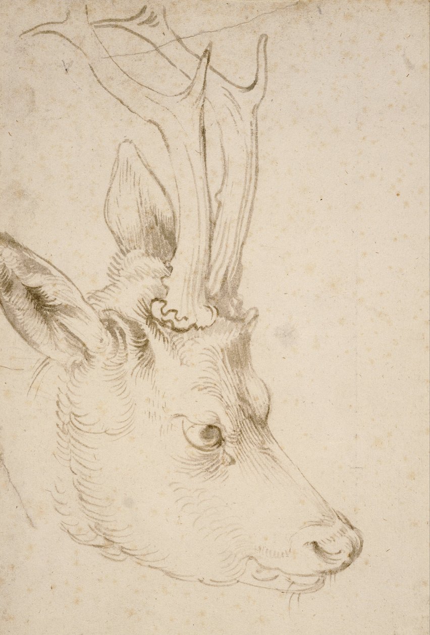 Hovedet af en Roebuck af Albrecht Dürer