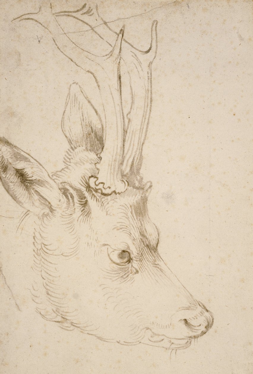 Hoved af en råbuk, 1503 af Albrecht Dürer