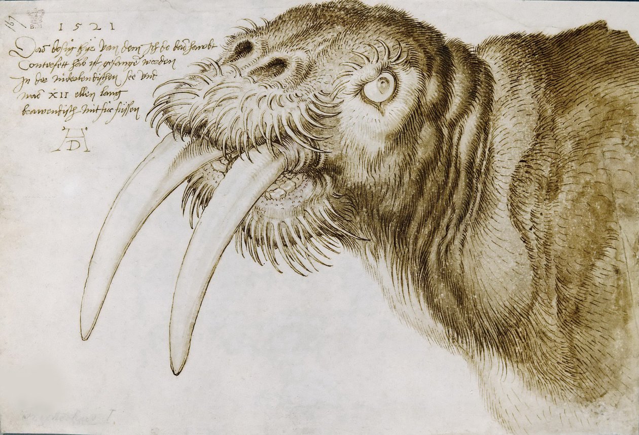Leder af en hvalros, 1521. af Albrecht Dürer
