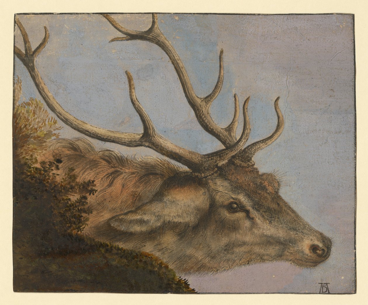 Hjortehoved af Albrecht Dürer