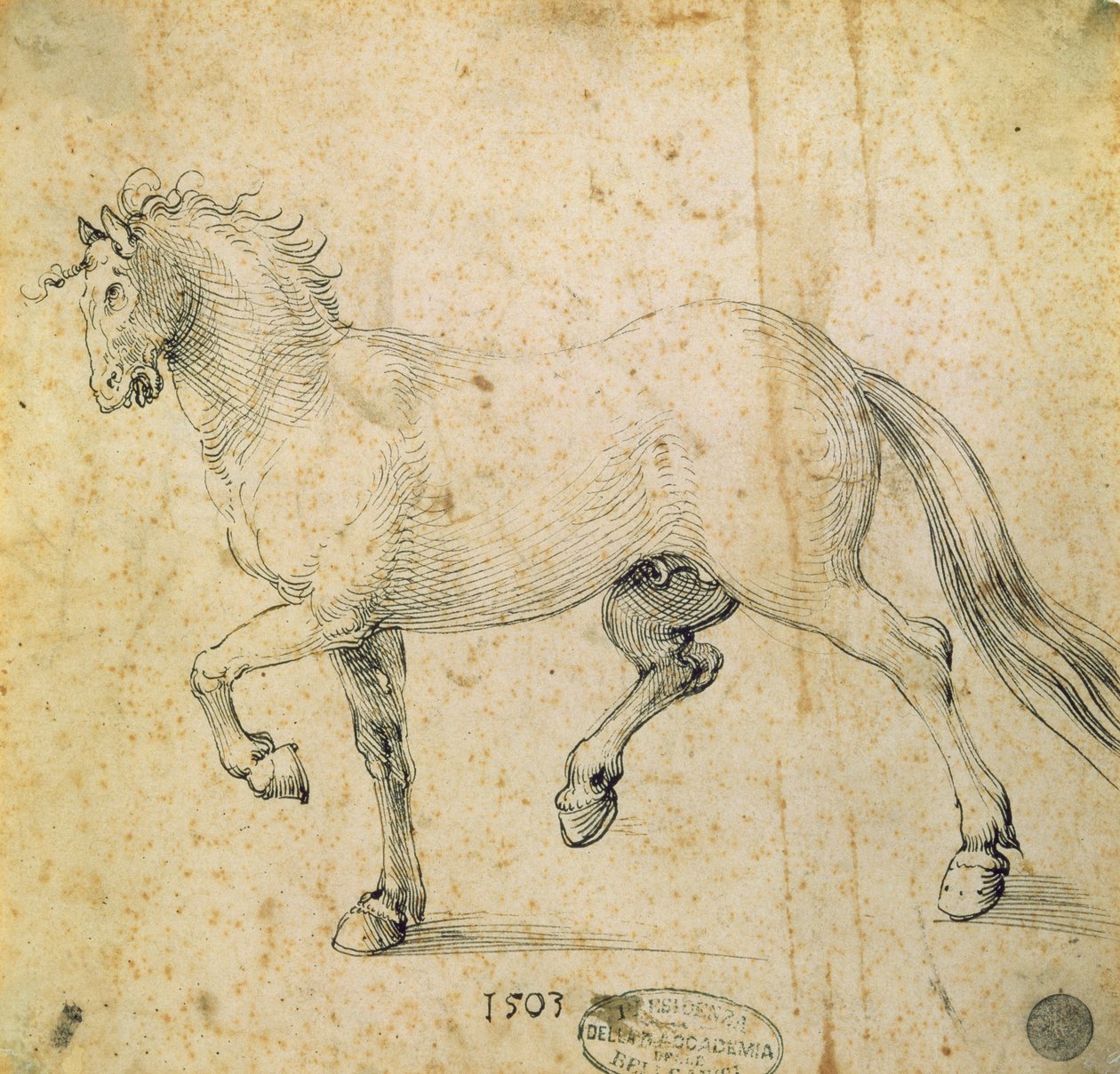 Hest, 1503 (pen og blæk på papir) af Albrecht Dürer