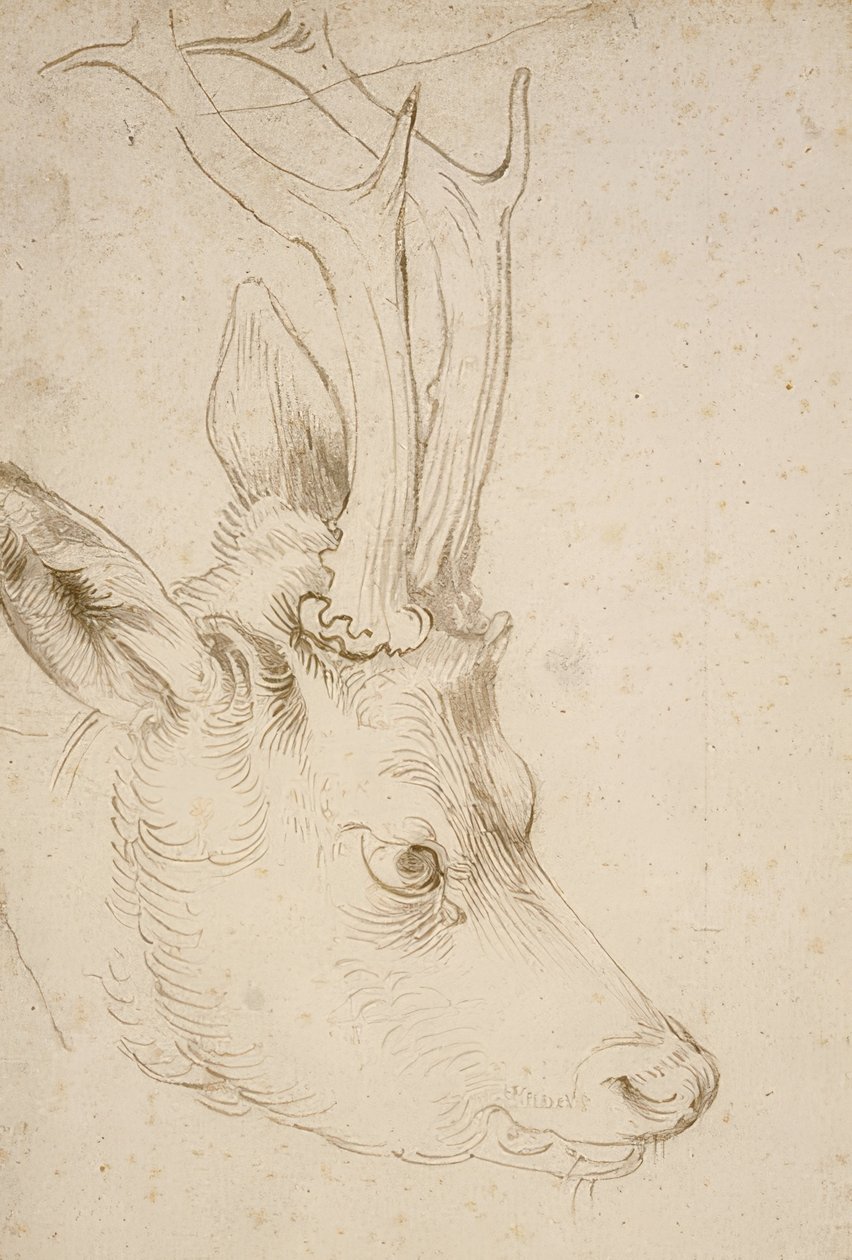 Hovedet af en råbuk. Omkring 1503 af Albrecht Dürer