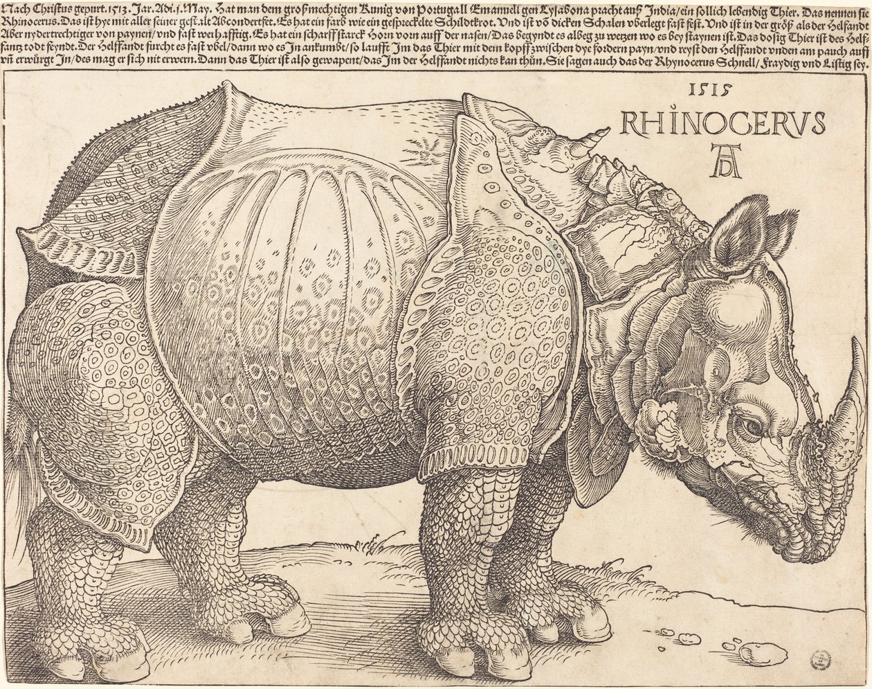 Latin:  Rhinocerus Næsehornet af Albrecht Dürer