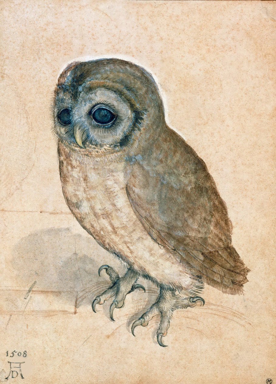Lille ugle, 1508. af Albrecht Dürer