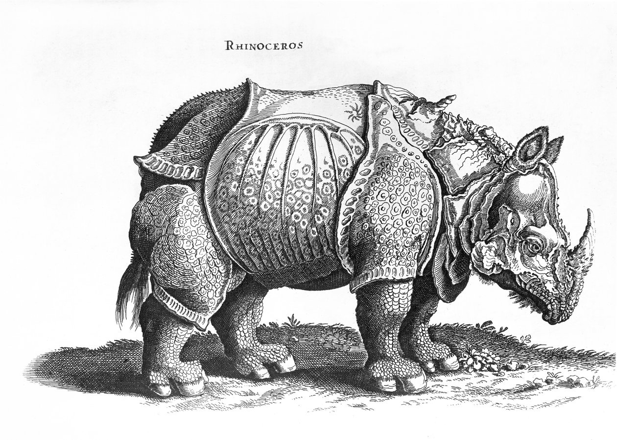 Næsehorn, nr. 76 fra "Historia Animalium" af Conrad Gesner (1516-65), udgivet i juli 1815 af Albrecht Dürer