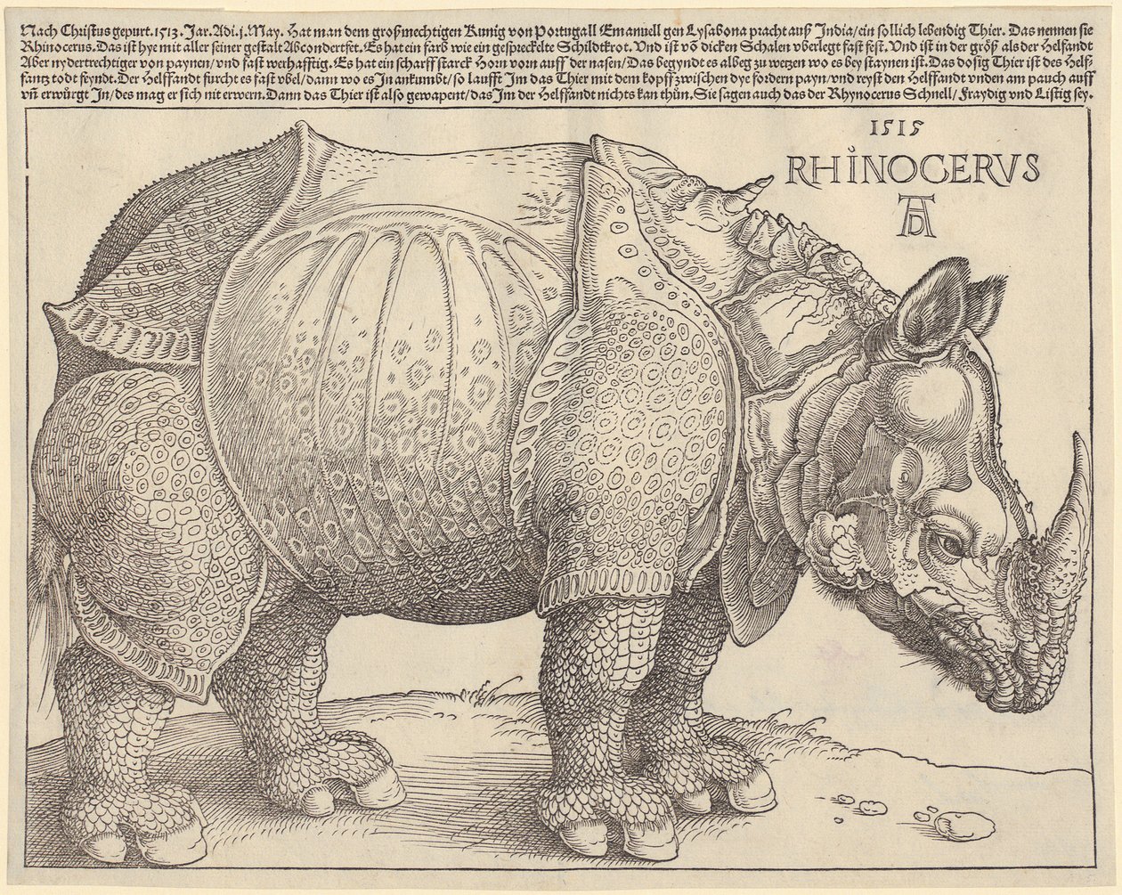 Næsehorn af Albrecht Dürer